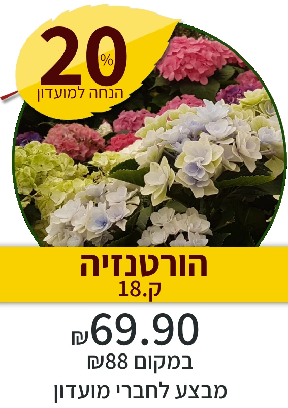 הורטנזיה